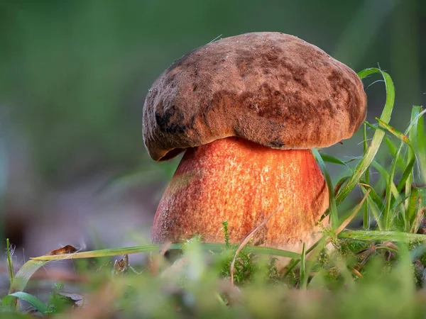 Egy Scarletina Bolete Csillogva Néz Napfényben — Stock Fotó