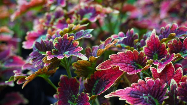 Una Vista Panorámica Coloridas Hojas Coleus Jardín Fondo Borroso —  Fotos de Stock