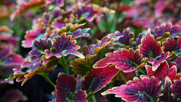 A scenic view of colorful coleus plant leaves in a garden in a blurred background