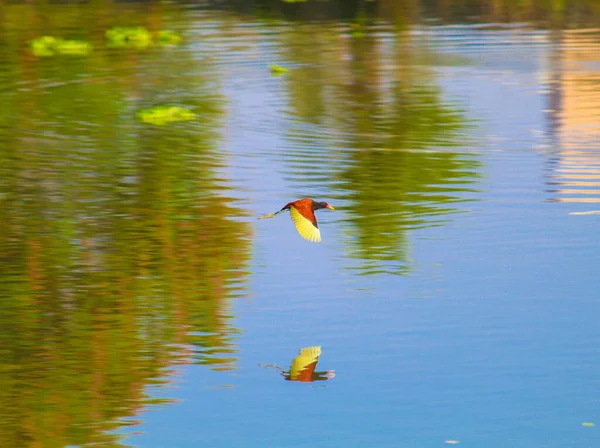 Uma Espécie Ave Jacana Norte Voando Sobre Lago Sendo Refletida — Fotografia de Stock
