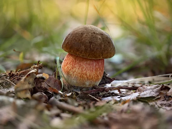 Een Kleine Scarletina Bolete Neoboletus Erythropus Zomer — Stockfoto