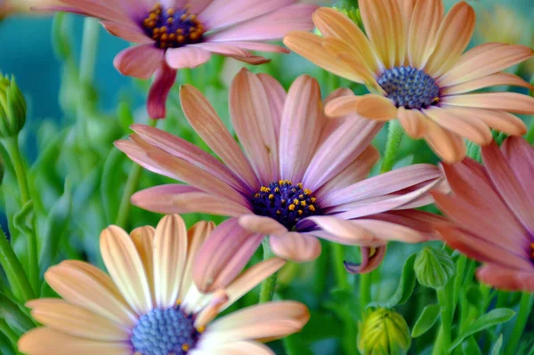 Gros Plan Marguerites Fleurissant Dans Jardin — Photo