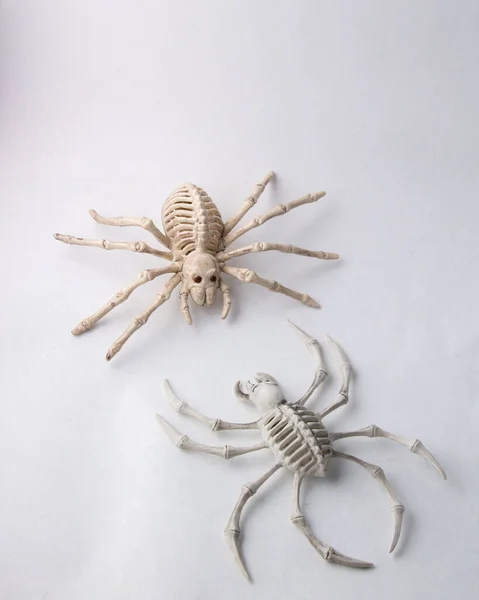 Dois Esqueletos Aranha Assustadores Isolados Fundo Branco Para Decorações Halloween — Fotografia de Stock