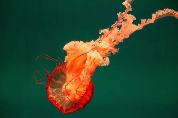 Červená Medúza Volně Plave Vodě — Stock fotografie