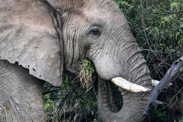 ピランズバーグ自然保護区で象の美しいショット — ストック写真