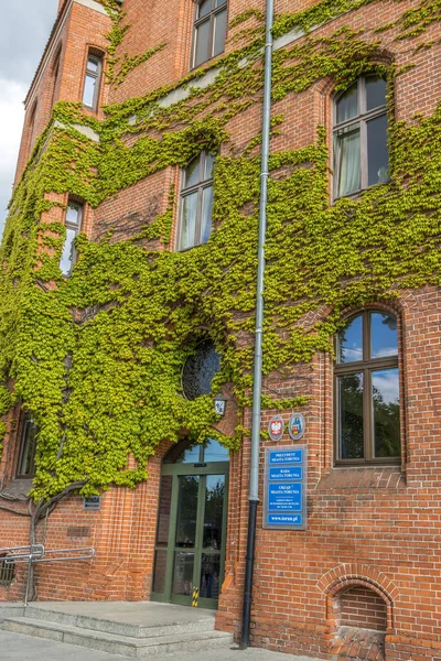 Colpo Verticale Belle Piante Vecchio Muro Pietra Torun Polonia — Foto Stock