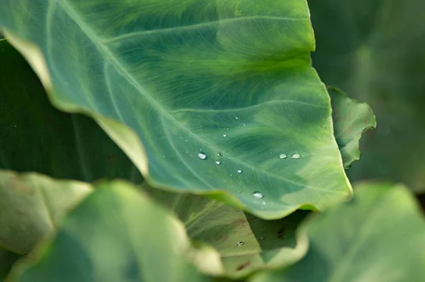 Eine Nahaufnahme Von Grünen Taro Tropischen Pflanzenblättern Einer Ländlichen Gegend — Stockfoto