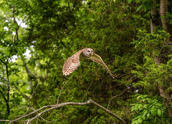 森の中を飛ぶフクロウの美しい景色 — ストック写真