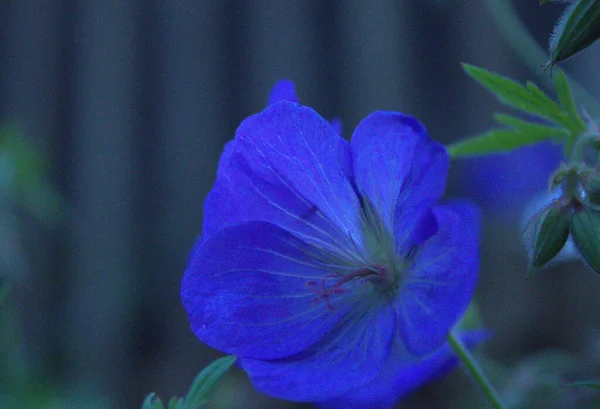 Eine Schöne Blaue Blume Wächst Garten — Stockfoto