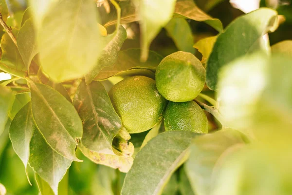 Zitronen Zitronen Hängen Vom Baum Zitronenbäume — Stockfoto