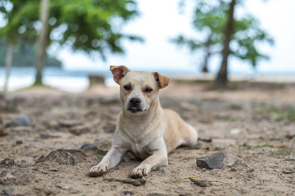 Weißer Streunender Hund Liegt Sandstrand — Stockfoto