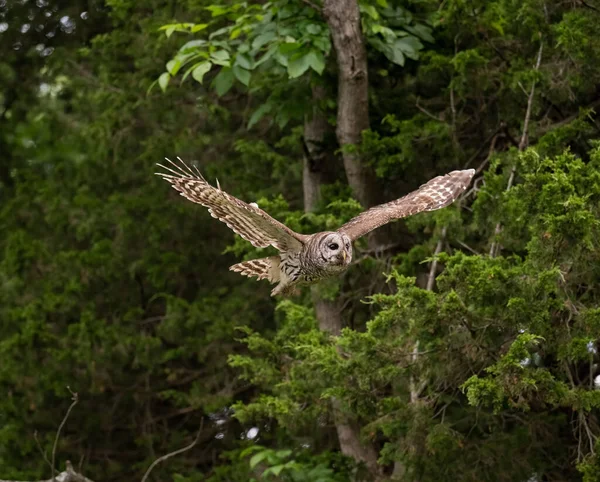 翼を広げて森の中を飛ぶフクロウの選択的フォーカスショット — ストック写真