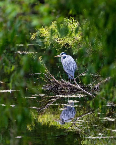 Vertical Shot Grey Heron Perched Branch — Stock Photo, Image