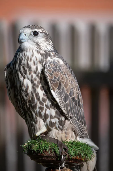 Portrait Beautiful Tame Falcon Bird Show — Stock Photo, Image