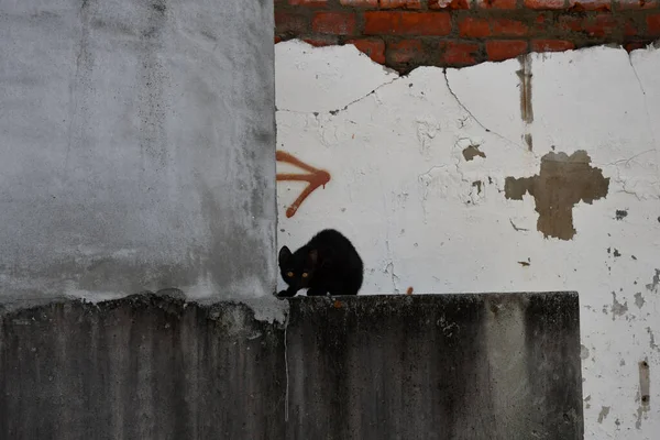 Joven Gato Negro Vagando Una Pared Tainan Taiwán — Foto de Stock