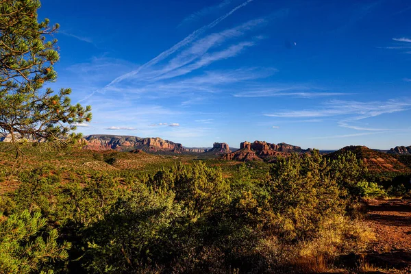 Una Bella Foto Piante Alberi Con Grand Canyon Nel Deserto — Foto Stock