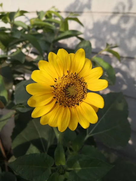 Eine Vertikale Aufnahme Einer Schönen Sonnenblume Einem Garten — Stockfoto