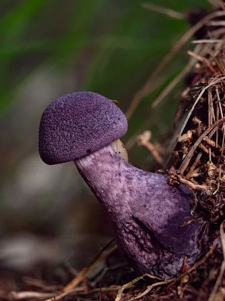 Pequeno Webcap Violeta Está Mostrando Sua Cor — Fotografia de Stock