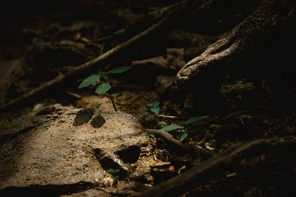 Belo Tiro Uma Pequena Planta Sob Luz Sol — Fotografia de Stock