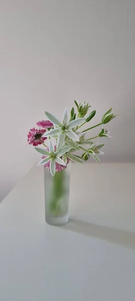 Маленький Букет Орнітогалуму Рожеві Квіти Скляній Вазі Білому Столі — стокове фото
