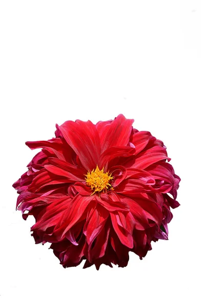 Der Arter 000 Kultivarer Dahliaer Kategoriseret Efter Størrelse Blomstermønster - Stock-foto
