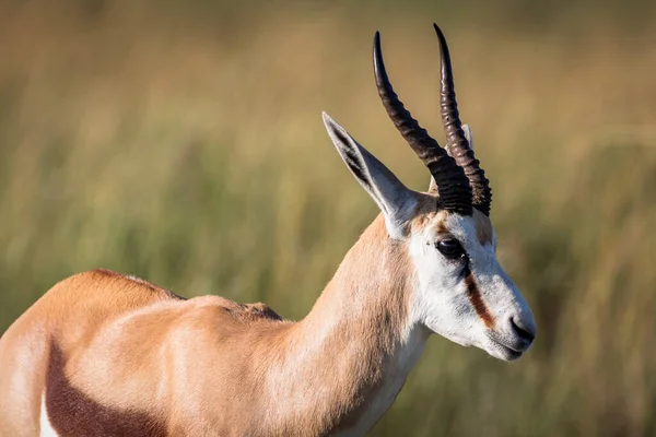 Krásný Záběr Springbok Přírodní Rezervaci Pilansberg — Stock fotografie