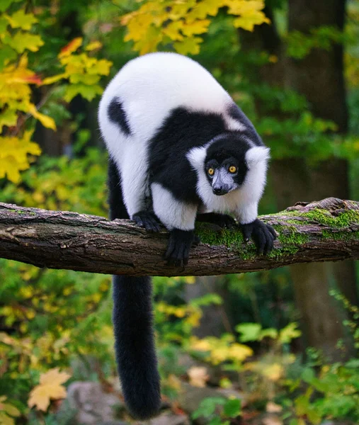 Gros Plan Beau Lémur Volants Noir Blanc Sur Arbre — Photo