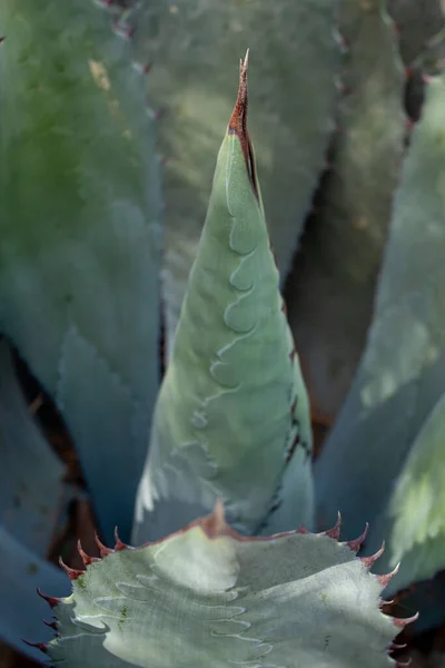 Zakład Agave Maximiliana Produkcji Raicilla Napojów Alkoholowych San Gregorio Mixtlan — Zdjęcie stockowe