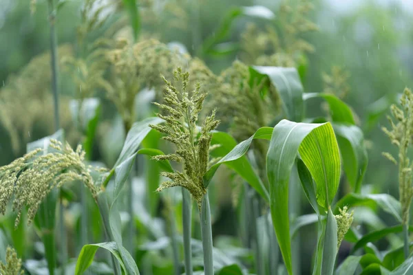 Primo Piano Piante Verdi Fresche Campo — Foto Stock