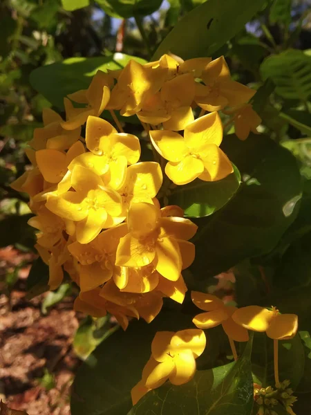 Belo Tiro Gerânio Amarelo Selva — Fotografia de Stock