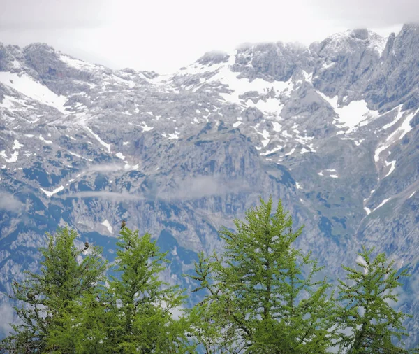 Beautiful View Conifers Big Pasture Plateau Kamnik Savinja Alps Slovenia — Stock Photo, Image