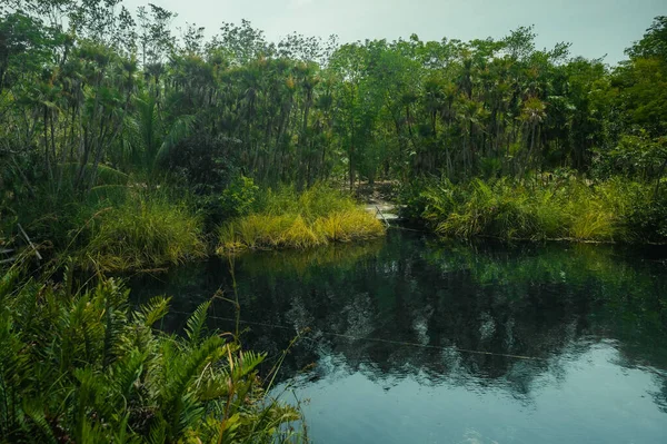 Cristal Cénote Tulum Mexique Entouré Par Forêt — Photo