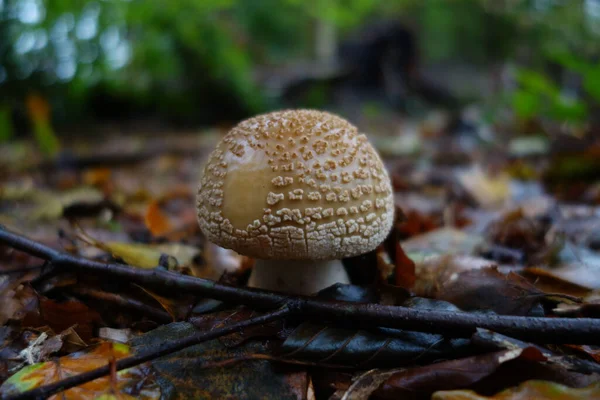 Eine Nahaufnahme Eines Blusher Pilzes Amanita Rubescens — Stockfoto