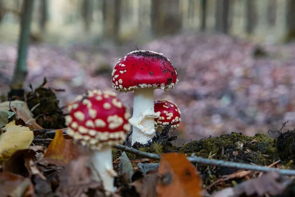 Een Groep Vliegende Agaric Paddenstoelen Het Bos — Stockfoto