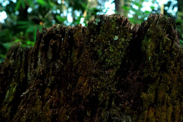 Nærbillede Mosset Stykke Træ - Stock-foto