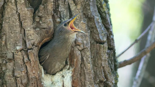 Ağaçta Yuvanın Içinden Öten Bir Kuşun Yakın Plan Çekimi — Stok fotoğraf