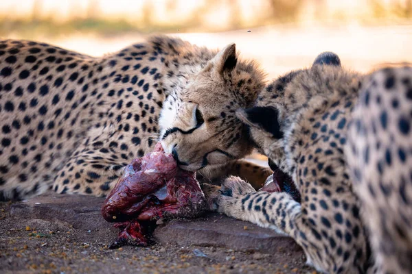 Detailní Záběr Krásných Gepardů Ležících Zemi Namibii — Stock fotografie