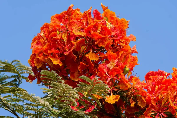 Closeup Red Royal Poinciana Flowers Growing Blue Sky Sunny Day — Stock Photo, Image