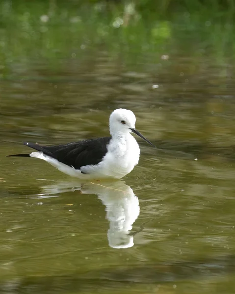 Pássaro Preto Alado Stilt Vagueando Através Lago Procura Comida Com — Fotografia de Stock