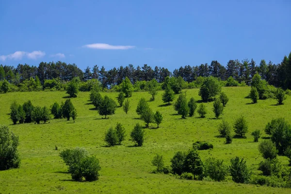 散在する木々 夏と丘の斜面の風景 — ストック写真