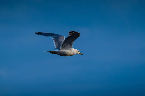 Прекрасный Снимок Европейской Сельди Летящей Голубом Небе — стоковое фото