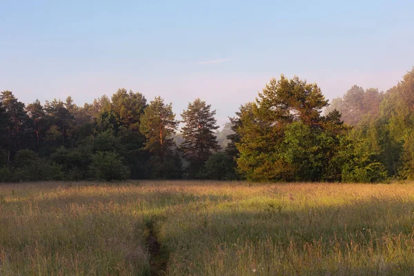 蓝天背景下田野绿树绿草的美丽景色 — 图库照片
