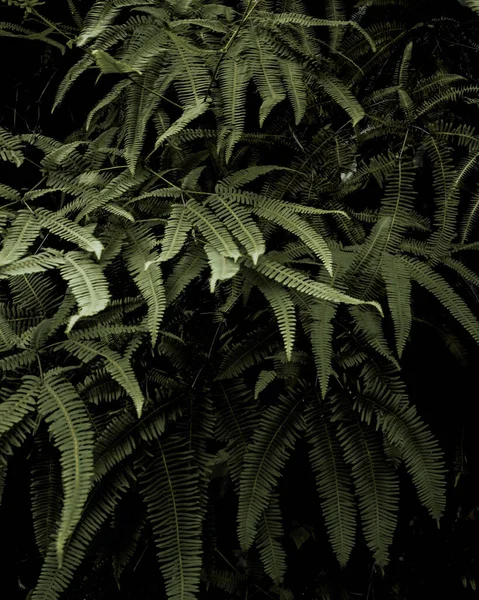 热带植物的垂直照片 叶脉质感背景 — 图库照片