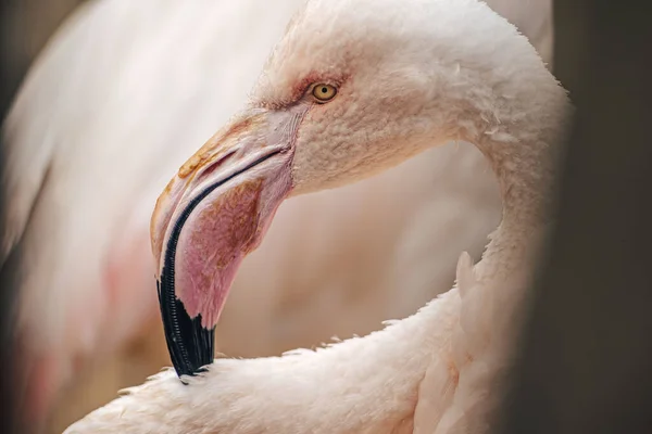 Foto Van Een Amerikaanse Flamingo Flamingo Phoenicopterus Ruber Een Vogel — Stockfoto