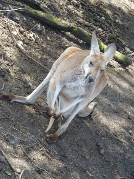 Pionowe Ujęcie Małego Kangura Australii — Zdjęcie stockowe