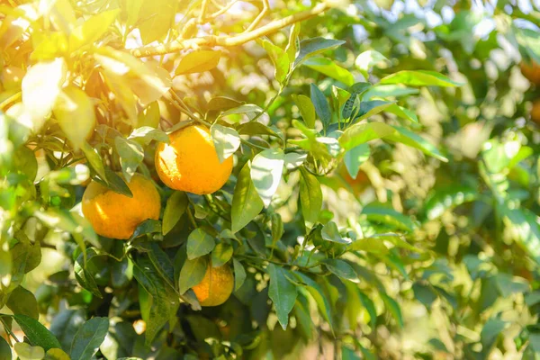 Närbild Apelsinfrukt Trädet Solstrålarna — Stockfoto
