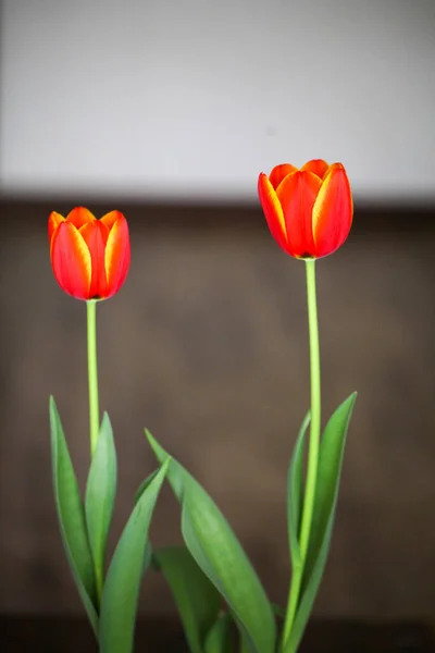 Plan Vertical Deux Tulipes Garden Sur Fond Flou — Photo