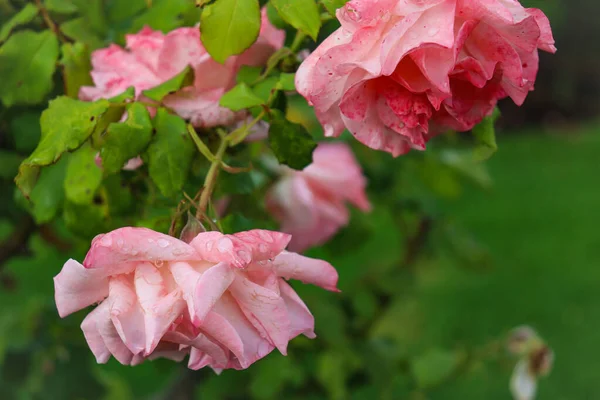 Άνθη Ροζ Τριανταφυλλιάς Στον Κήπο — Φωτογραφία Αρχείου