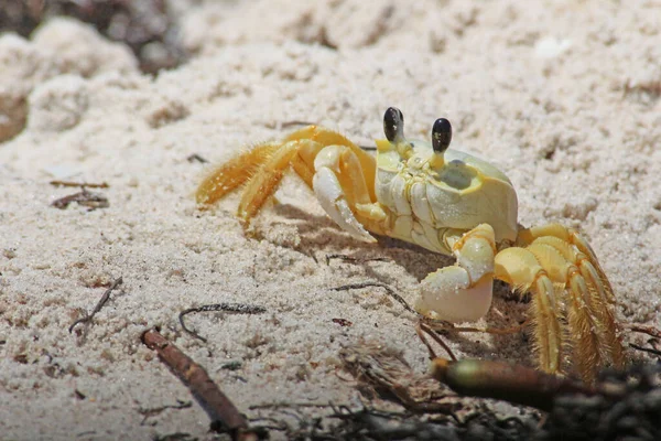 Closeup Shot Crab Sandy Beach — Stock Photo, Image