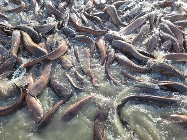 Sacco Pesce Nell Allevamento Ittico Alimentazione Pesci Acqua Dolce Allevati — Foto Stock